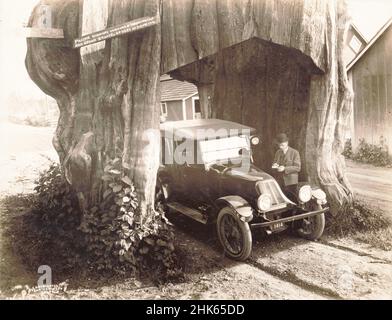 Darius Kinsey - Pacific Highway durch einen Washington roten Zedernstumpf, 20 Fuß im Durchmesser - Mann und Auto im Tunnel aus riesigem Baumstumpf - 1920. Stockfoto
