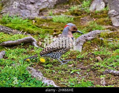 Der nördliche Flicker ist ein mittelgroßer Vogel des Spechtes family.Common Namen sind Gelbhammer, clape, Gafer. Stockfoto