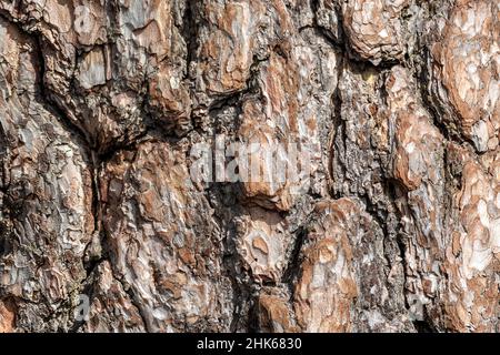 Raue Rindenoberfläche aus der Nähe des Stammes einer alten Kiefer für den Einsatz als abstrakter Hintergrund und Texturen. Stockfoto
