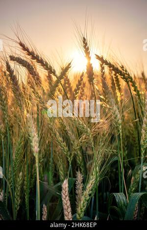 Weizenfeld. Nahaufnahme der goldenen Weizenohren. Wunderschöne ländliche Natur Sonnenuntergangslandschaft. Hintergrund der reifenden Ohren von Weizenfeld. Rich Harvest-Konzept Stockfoto