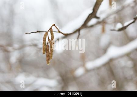 Haselkätzchen auf einem mit Schnee und Eis bedeckten Ast. Wald im Winter, Frostwetter Stockfoto