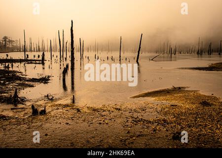 Nebliger See mit vielen trockenen Baumstämmen am Morgen aus flachem Winkel Bild wird am madhuri See tawang arunachal pradesh aufgenommen. Stockfoto