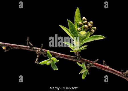 Blühende Blüten von weißem Spirea-Busch isoliert auf weißem Hintergrund, Nahaufnahme. Stockfoto