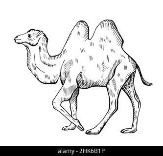 Bleistift Handzeichnung Camel Vektor-Illustration in schwarz / weiß ...