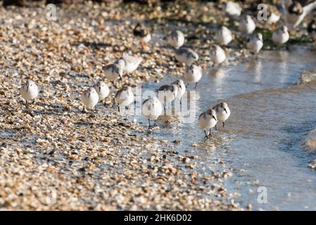 Futterschar von Sanderlingen (Calidris alpina) Stockfoto