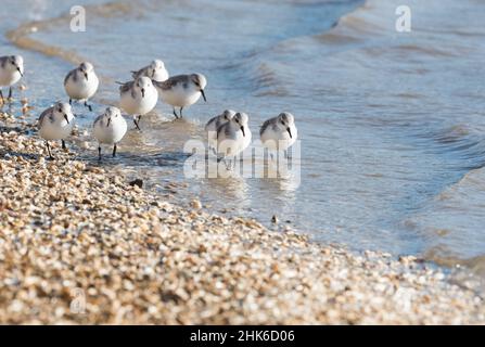 Futterschar von Sanderlingen (Calidris alpina) Stockfoto