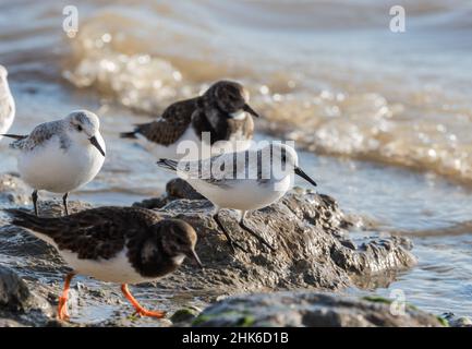 Futtersuche Sanderling (Calidris alpina) Stockfoto