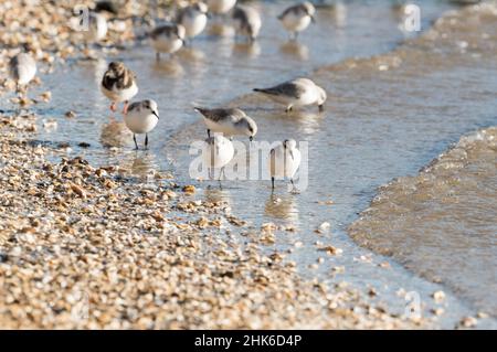 Futterschar von Sanderlingen (Calidris alpina) Stockfoto