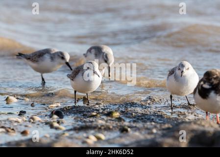 Futterschar von Sanderlingen (Calidris alpina) Stockfoto