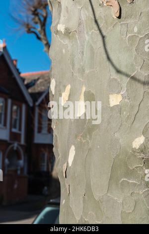 Rinde eines Londoner Flugzeugs (Platanus sp.) Stockfoto