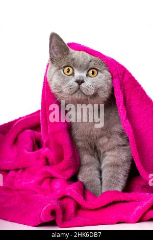 Niedliche junge Katze mit einer rosa Decke Stockfoto