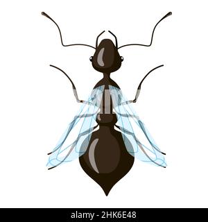 Königin Ameise isoliert auf weißem Hintergrund. Klassenverteilung von Insekten. Vektorgrafik. Stock Vektor