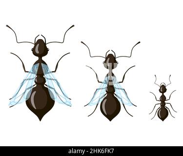 Königin, Mann, Arbeiteramant isoliert auf weißem Hintergrund. Klassenverteilung von Insekten. Vektorgrafik. Stock Vektor