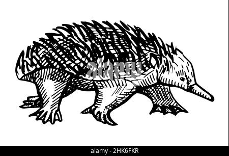 Vintage-Illustration von Echidna auf isoliertem weißem Hintergrund. Vektor-Illustration Tier aus Australien. Retro-Design Charakter Tierwelt in Gravur Stock Vektor