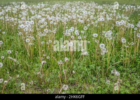 Der Dandelion geht auf einem Feld zu Samen. Stockfoto
