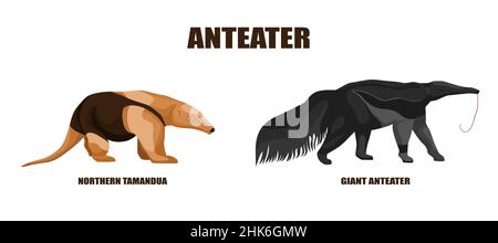 Stellen Sie die Darstellung der Ameisenbären auf einen isolierten weißen Hintergrund ein. Vektor-Illustration zwei Tiere aus Südamerika riesigen Ameisenbären und Tamandua Nord. Simp Stock Vektor