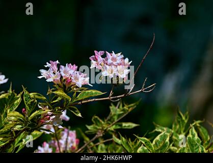 Eine Nahaufnahme einer schönen Weigela Blume.Weigela florida 'Pink Princess' ist eine beliebte Sorte von Weigela florida. Stockfoto