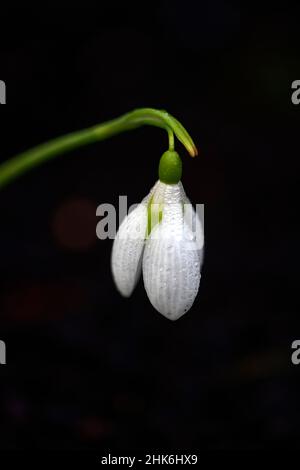 Galanthus plicatus gerard parker, Hybrid, Hybriden, Schneeglöckchen, Schneeglöckchen, Frühling, Blume, Blumen, Blühend, Garten, Gärten, Sammler Schneeglöpfen, Galantophi Stockfoto