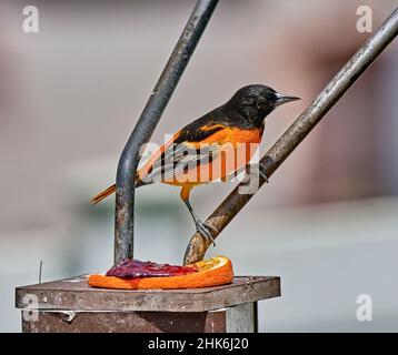 Baltimore Oriole. Einige Vögel scheinen sehr tiefes flammendes Orange zu haben und andere erscheinen gelblich-orange. Hier gesehen mit einem Orangen- und Traubengelee. Stockfoto