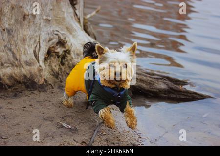 Lustige kleine niedliche Hund in einem modischen stilvollen warmen Overall Anzug springen, frolics, spielen draußen an kalten düsteren Herbsttag. Wandern mit einem Yorkshir Stockfoto