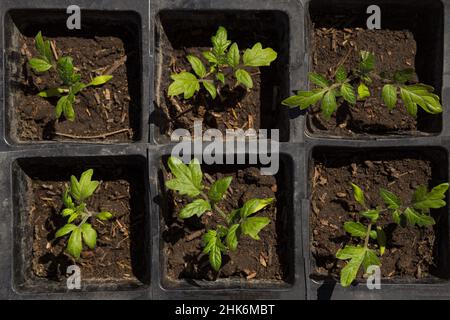 Tomatensämlinge wachsen in schwarzen Plastikbechern, Nahaufnahme von oben. Stockfoto