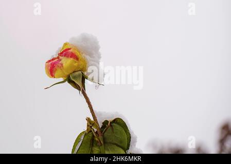 Rosen mit Frost drapiert, gelbe Rose, auf weiß Stockfoto