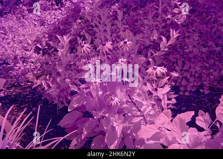 Ein Blumengarten von Black Eyed Susan. Dieses Foto wurde im Infrarot fotografiert, um die Blumen lila erscheinen zu lassen. Stockfoto