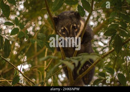 Coatí (nasua nasua) im Dschungel Regenwald Blick auf die Kamera auch genannt nasua, misha, Pizote, cusumbo. Stockfoto