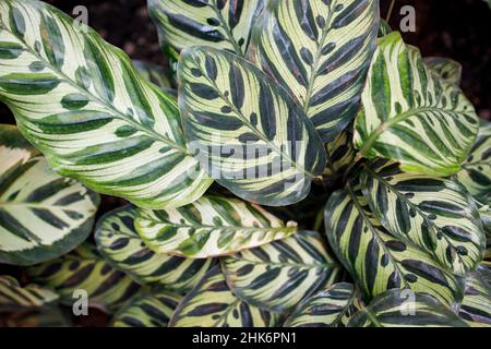 Die Pfauenpflanze, auch bekannt als Calathea Makoyana, ist eine wunderschöne tropische Zimmerpflanze, die für ihre schönen, kontrastierenden grünen und violette grüne Farbe berühmt ist Stockfoto
