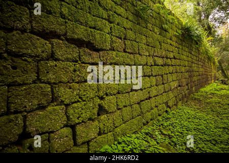 Alte, mit Moos bedeckte Ziegelmauer im Regenwald von Ruinas Santa María la Mayor, Misiones, Argentinien Stockfoto