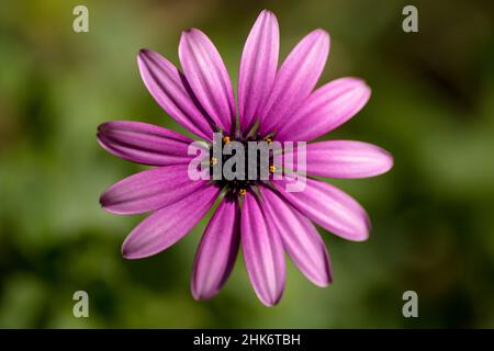 Perfekte zentrierte Aufnahme von Osteospermun ecklonis, Gänseblümchen, margarita, Blume, Violett. Buenos Aires, Argentinien Stockfoto