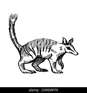 Vintage-Illustration von Numbat auf isoliertem weißem Hintergrund. Vektor Skizze Tier aus Australien. Retro-Design Charakter Tierwelt in Gravur-Stil. Stock Vektor