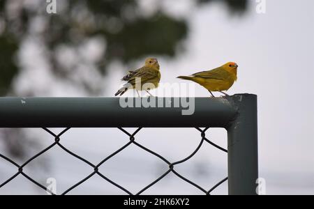 Canarinhos (Sicalis flaveola) Stockfoto