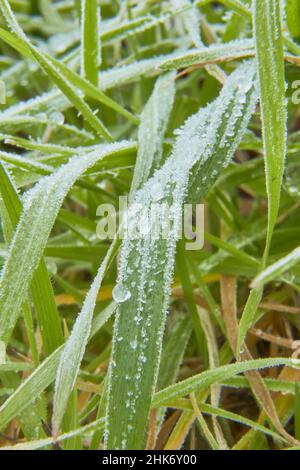 Makrofotografie von Gras mit Frost. Selektiver Fokus. Vertikale Fotografie. Stockfoto