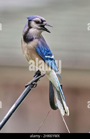 Schöner Blauer Jay mit offenem Schnabel und in auffälliger Pose. Sein Gefieder ist im Kamm lavendelblau bis mittelblau. Stockfoto