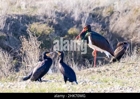 Schwarzer Storch (Ciconia nigra), der auf dem Boden thront und von großen Kormoranen umgeben ist (Phalacrocorax carbo) Stockfoto
