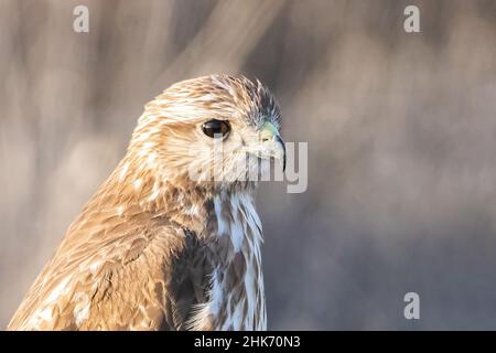 Ein Bussard (Buteo buteo) thront. Es ist ein mittelgroßer bis großer Greifvogel, der eine große Reichweite hat. Er gehört zur Gattung Buteo und ist Mitglied der t Stockfoto