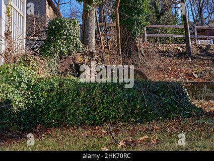 Eine sehr alte und überwuchsen mit Efeu Kamin. Es sieht so aus, als wäre es bereit zum Zusammenbruch. Stockfoto