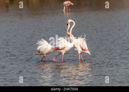 Drei Erwachsene größere Flamingos im Kampf (Phoenicopterus roseus) aufgrund des Paarungsprozesses, im Naturpark Marismas del Odiel, Huelva, Spanien Stockfoto