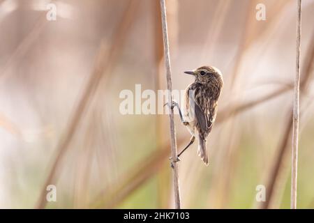 Weibchen des Gemeinen Steinechat (Saxicola rubicola) thront in einem Ast und beginnt zu fliegen Stockfoto