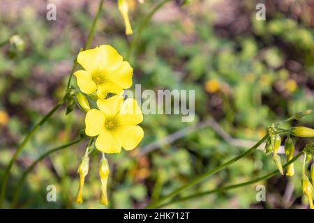 Eine Oxalis pes-caprae Blume, bekannt als afrikanischer Holzschnuppe, Bermuda-Butterblume, Bermuda-Sauerampfer, Butterblume oxalis, Kapschnuppe, Englisches Unkraut, Ziegenfuß, s Stockfoto