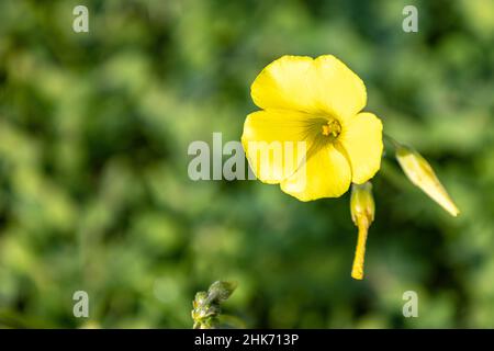 Eine Oxalis pes-caprae Blume, bekannt als afrikanischer Holzschnuppe, Bermuda-Butterblume, Bermuda-Sauerampfer, Butterblume oxalis, Kapschnuppe, Englisches Unkraut, Ziegenfuß, s Stockfoto