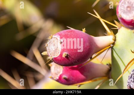 Reife rote Früchte des Opuntia-Kaktus, auch Kaktus der Kaktus der Kaktus der Kaktus der Kaktus der Kaktus der Kaktus der Kakt Stockfoto