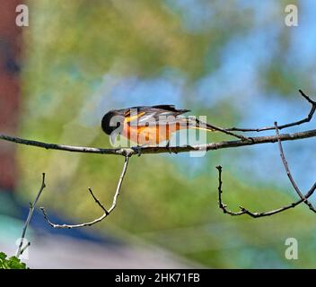 Ein wunderschönes Baltimore Oriole. Einige Vögel scheinen sehr tiefes flammendes Orange zu haben und andere erscheinen gelblich-orange. Stockfoto