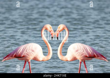 Zwei rosafarbene Flamingos, die zum valentinstag eine Herzform bilden Stockfoto