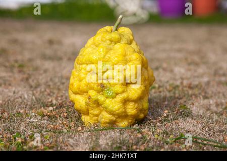 Eine gelbe Bergamotte auf dem Gras. Isolierter Hintergrund und Nahaufnahme. Stockfoto