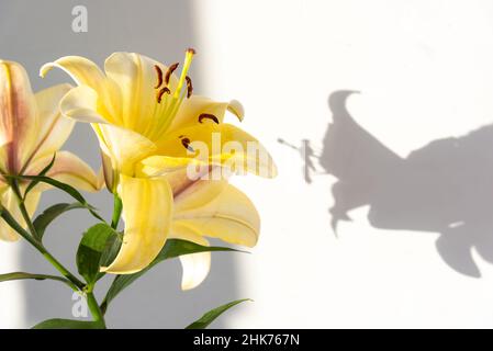 Große gelbe Lilie mit und Schatten an der Wand. Minimalistisches, stilgerichtetes Konzept für Blogger. Stockfoto