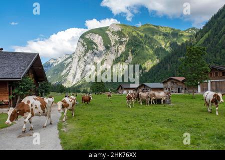 Rückkehr der Kühe in die Almdorf eng am Abend, Hinterriss, Tirol, Österreich Stockfoto