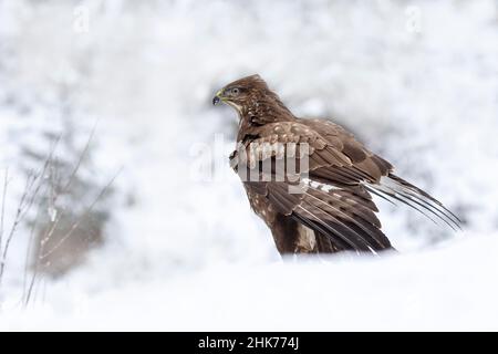 Gemeiner Steppenbussard (Buteo buteo) auf dem Boden im Schnee, Tirol, Österreich Stockfoto