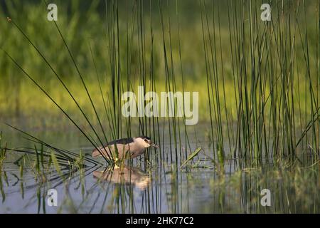 Schwarzer gekrönter Nachtreiher (Nycticorax nycticorax), sitzend auf Schilfhalmen in einem Sumpfgebiet, Bulgarien Stockfoto